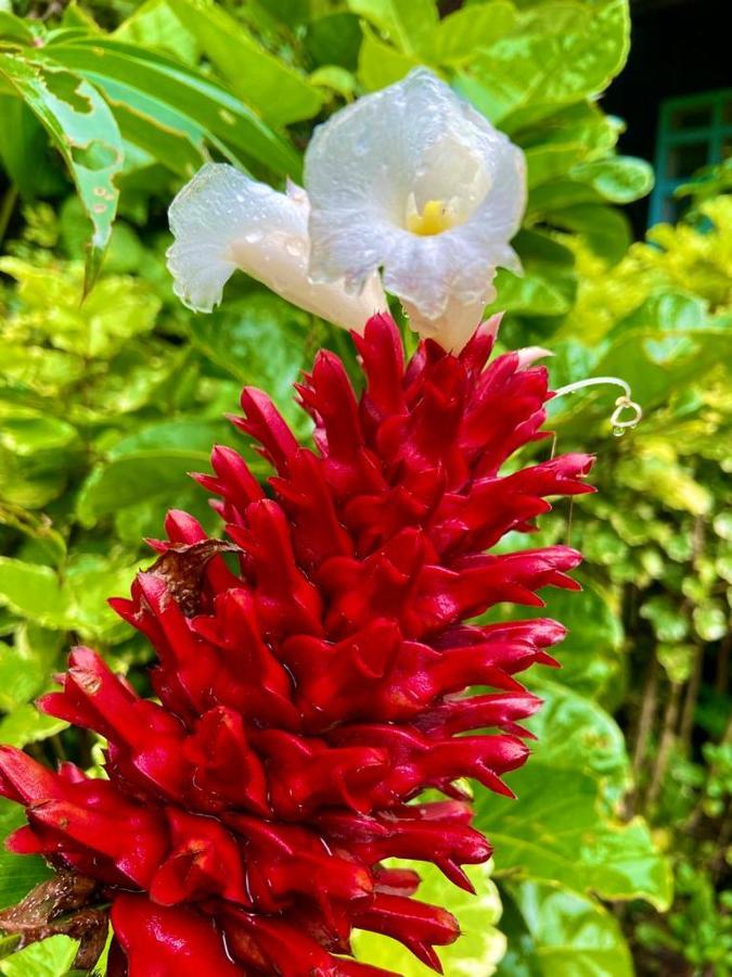 Апартаменти Flor De La Selva Puerto Narino Екстер'єр фото